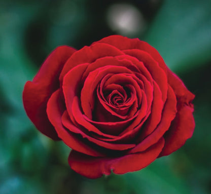 Red rose in bloom