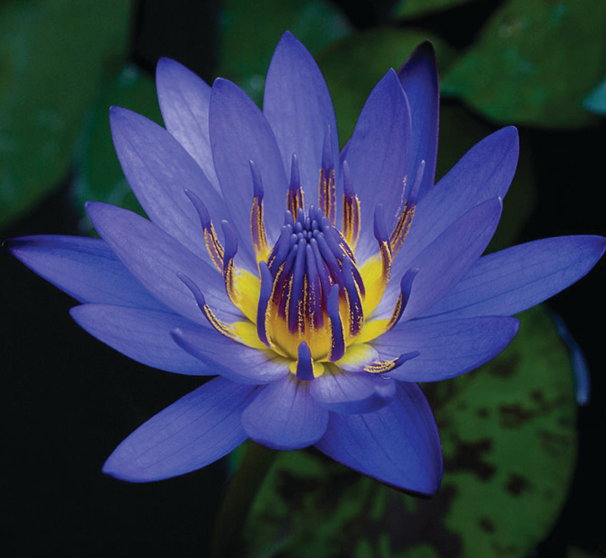 Blue Lotus Oil