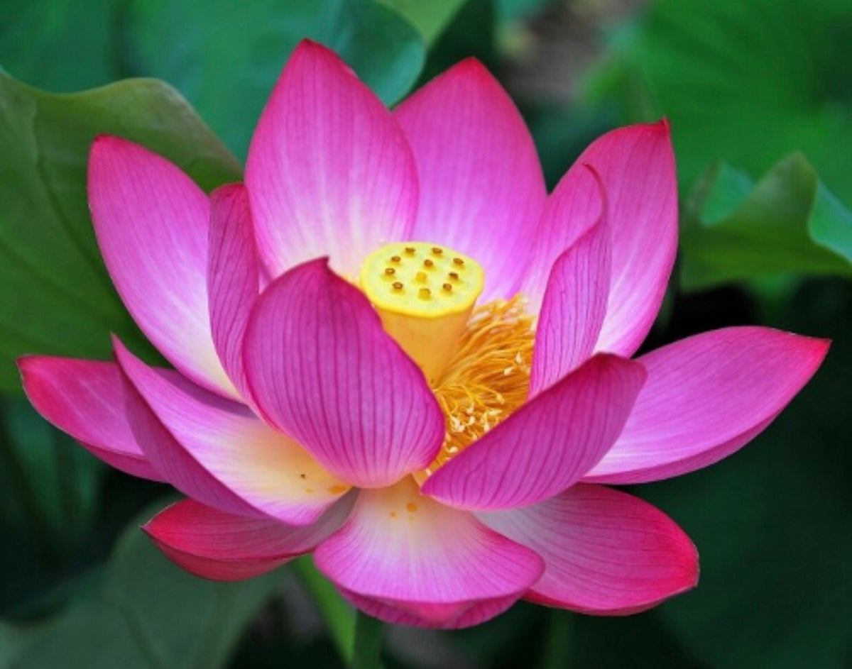 Pink Lotus Oil